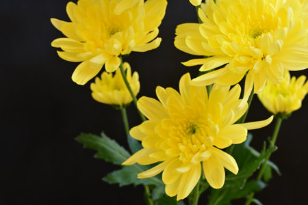 Yellow chrysanthemum flowers on black background, close up