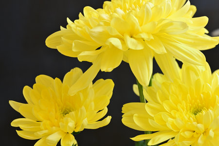 Yellow chrysanthemum flowers on black background, closeupの写真素材