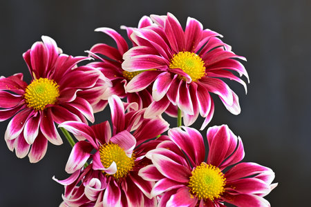 Pink flowers on a dark background close up