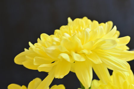 Yellow chrysanthemum on a dark background close-upの写真素材