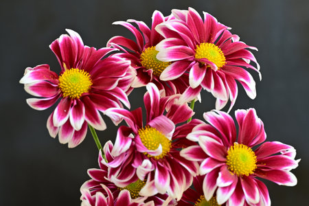 Pink flowers isolated on a black background.