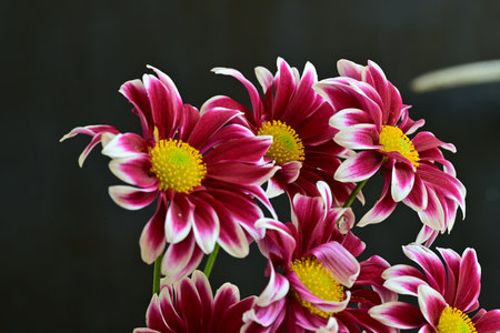 chrysanthemum flowers on a dark background close-up