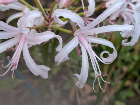 Beautiful pink lily flowers in the garden. Soft focus.の写真素材