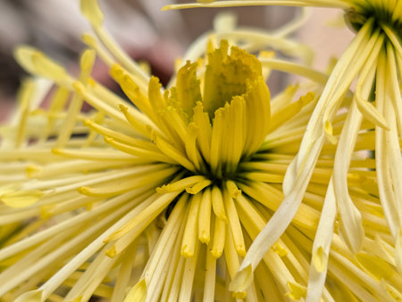 Chrysanthemum very pretty colorful flower close up in the sunshineの写真素材