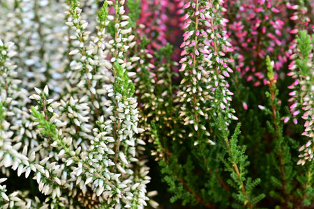 Calluna vulgaris, common heather, Calluna vulgarisの写真素材