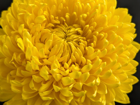 Yellow chrysanthemum close-up on a black backgroundの写真素材