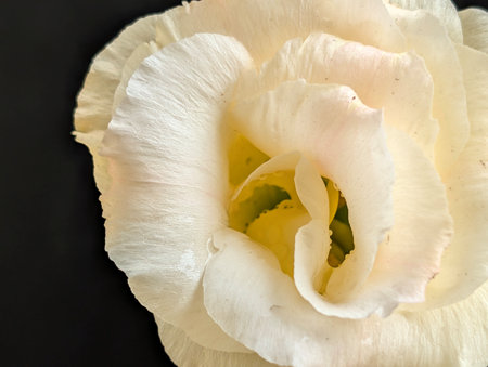 White rose isolated on black background. Close up of a white rose.の写真素材