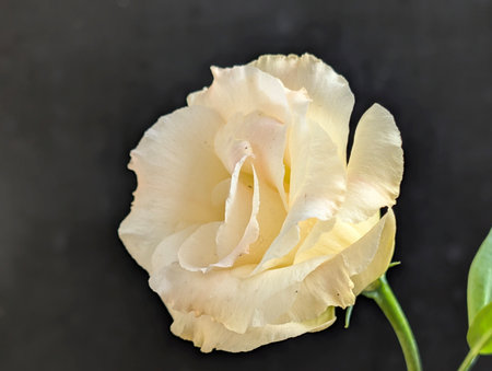 Beautiful white rose on a black background. Close-up.の写真素材