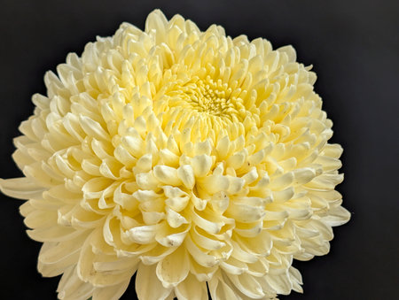 Yellow chrysanthemum on a black background close-upの写真素材