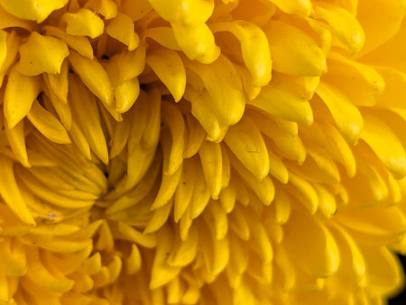 Close up of yellow chrysanthemum flower, Thailand.の写真素材