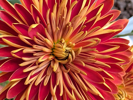 Beautiful red chrysanthemum flower close-up.の写真素材