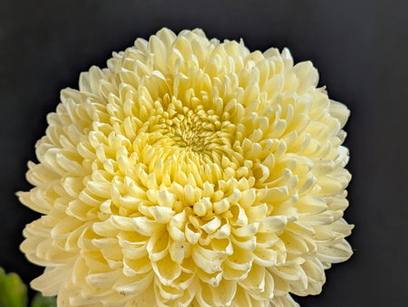 Yellow chrysanthemum on a black background close-upの写真素材