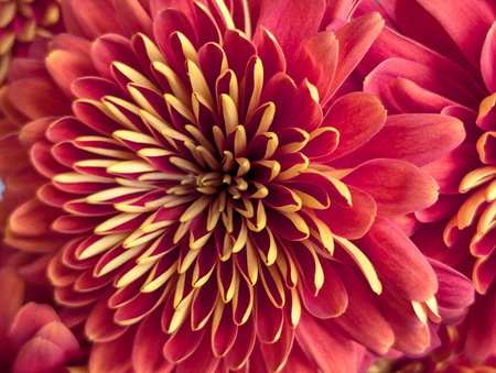 Beautiful red chrysanthemum flower close-up.の写真素材