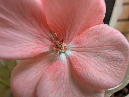 Pink geranium flower in a pot on a window sill, close-up