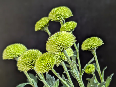 Green chrysanthemum flowers on a black background close upの写真素材