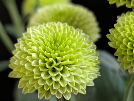 Green chrysanthemum isolated on black background. Close up.の写真素材