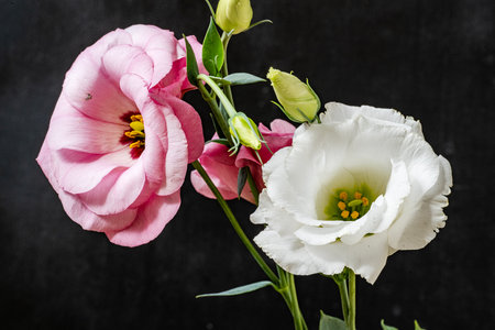 eustoma flowers on a black background with copy space for textの写真素材