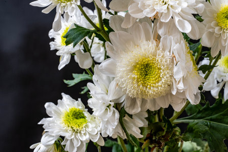 White chrysanthemum bouquet on black background close upの写真素材