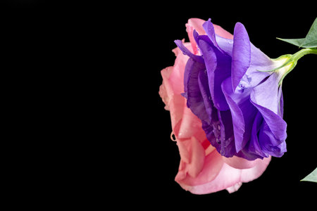 Blue and pink eustoma flower isolated on black background with copy spaceの写真素材