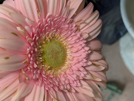 Pink gerbera flower in vase, closeup of photoの写真素材