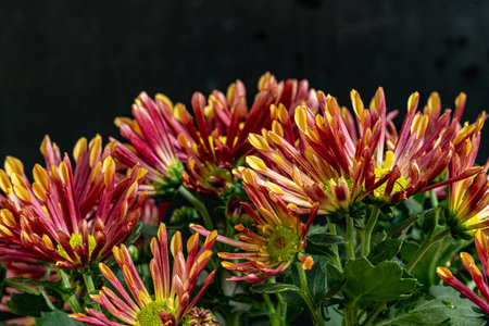 chrysanthemum very nice colorful autumn garden flower close upの写真素材
