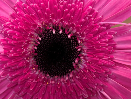 Close up of pink gerbera flower petals in full bloomの写真素材