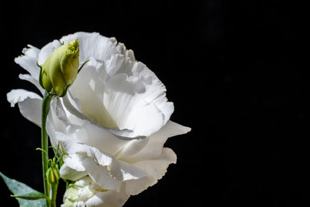 White eustoma on a black background. Place for text.の写真素材