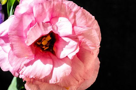 Beautiful pink peony flower on black background, close-up