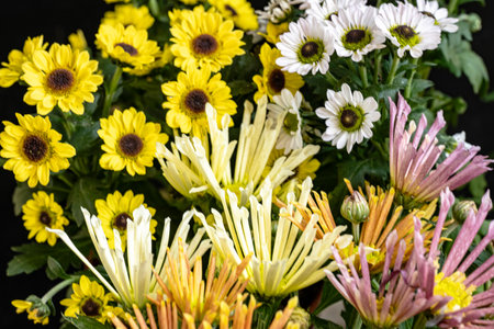 Colorful chrysanthemum flowers in a vase.