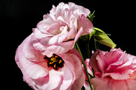 Bouquet of pink eustoma flowers on a black background