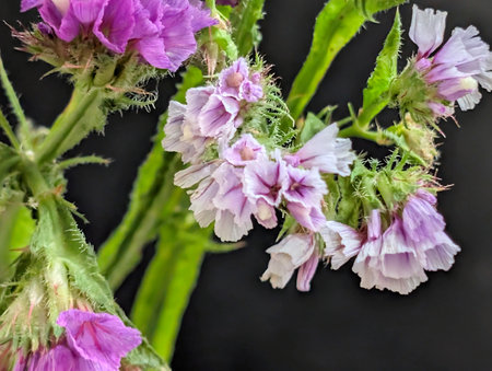 purple flowers on a black background, close-up, macro
