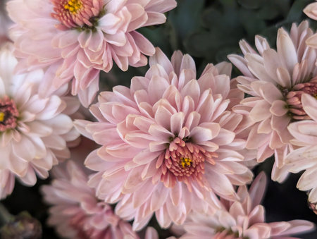 Pink chrysanthemum flowers in the garden, stock photoの写真素材