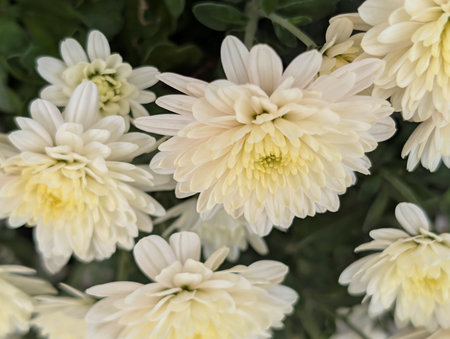 White chrysanthemum flowers in the garden, stock photoの写真素材