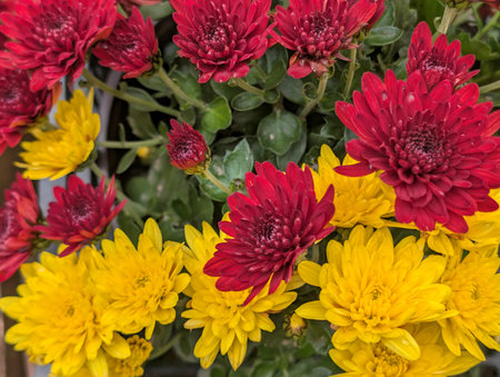 Colorful chrysanthemum flowers.の写真素材