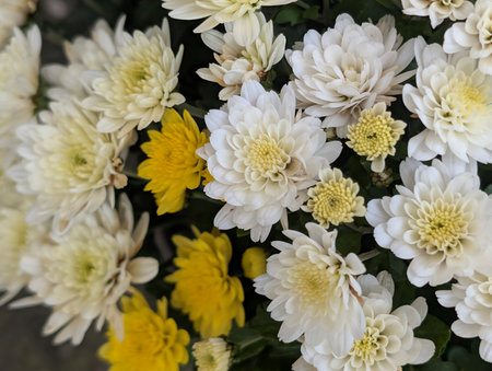 White and yellow chrysanthemums in a flower arrangement.の写真素材