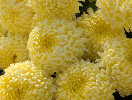 Yellow chrysanthemum flowers in full bloom, close upの写真素材