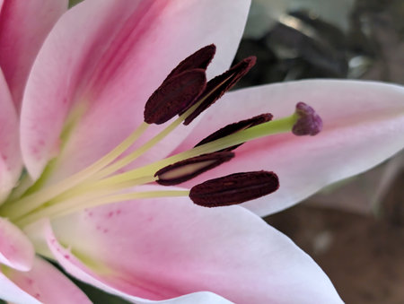 pink lily in the garden, close-up of a flowerの写真素材