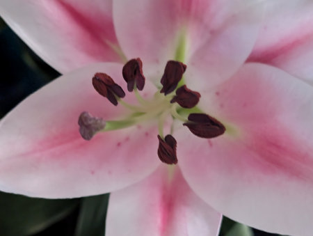 Close up of pink lily flower on black background, stock photoの写真素材