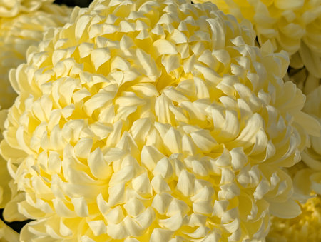 Close up of yellow chrysanthemum flower in full bloomの写真素材