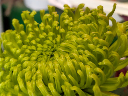 Chrysanthemum flower in the garden, Chiangmai Thailandの写真素材
