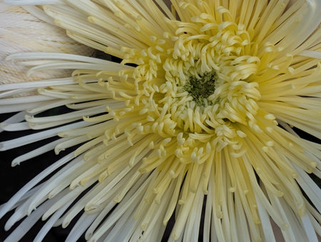 White chrysanthemum flower with yellow petals close upの写真素材