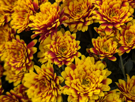 Chrysanthemum flowers as a background, macro photo, natureの写真素材