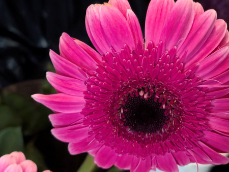Pink gerbera flower in the garden. Close-up.の写真素材