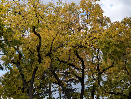 Autumn trees with yellow leaves on a background of blue sky.