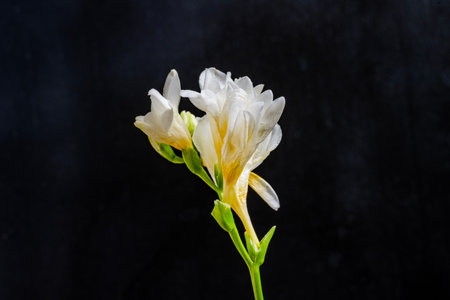 White freesia flower isolated on black background, close up.の写真素材