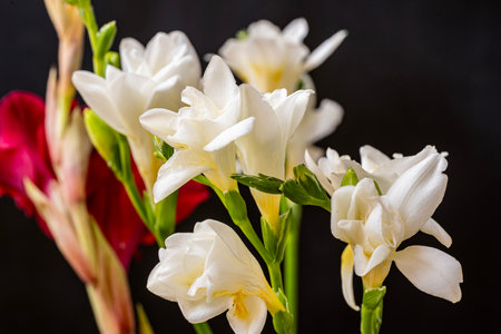 bouquet of freesia on a black background close upの写真素材