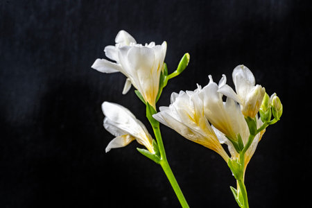 White freesia flowers on a black background. Shallow dof.の写真素材