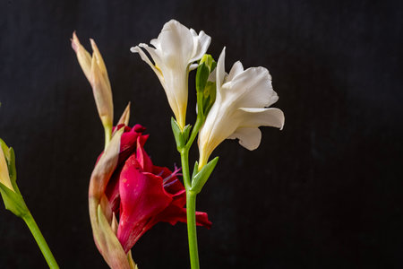 Bouquet of gladiolus flowers on black background. Studio shot.の写真素材