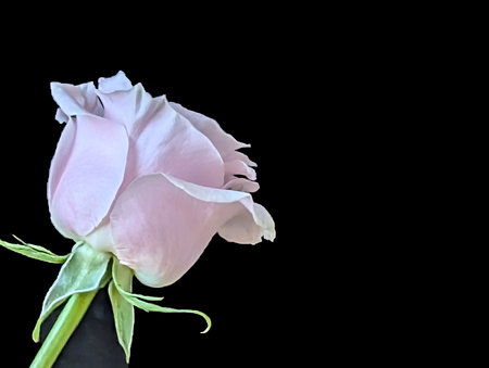 pink rose isolated on black background with copy space for your textの写真素材