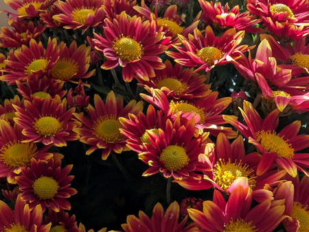 Red chrysanthemum flowers with yellow pollen, close upの写真素材